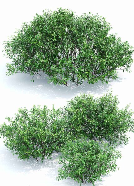 卫矛植物灌木3D模型（FBX,MAX）