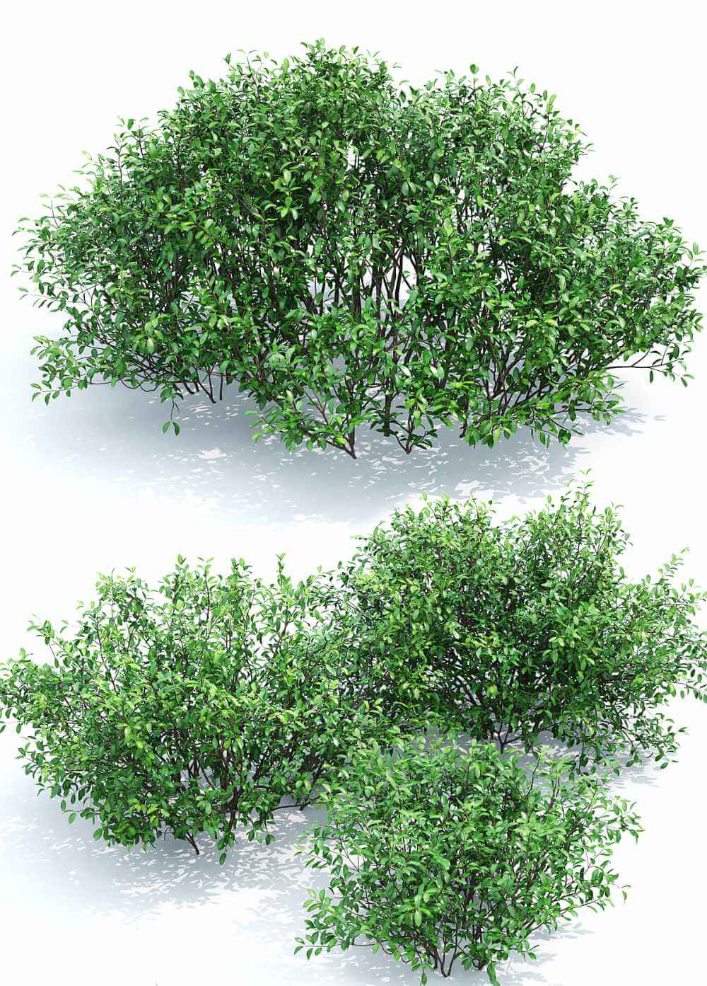 卫矛植物灌木3D模型（FBX,MAX）