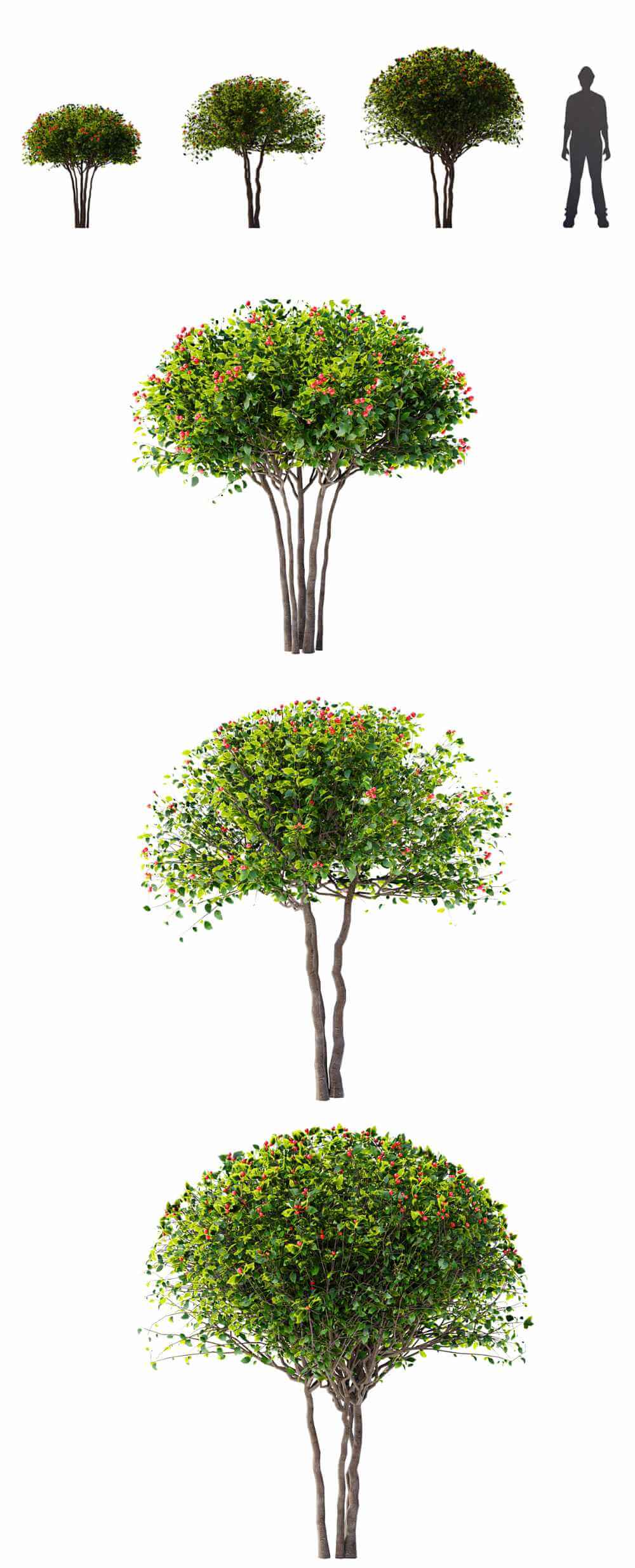 开花的山楂树3D模型（FBX,MAX）