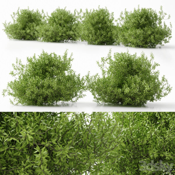 灌木植物3D模型（FBX,MAX）