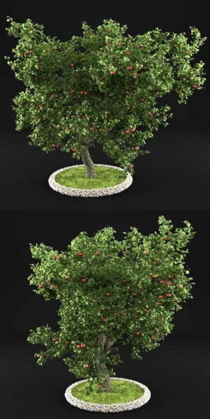 挂满果实的苹果树3D模型（OBJ,MAX）