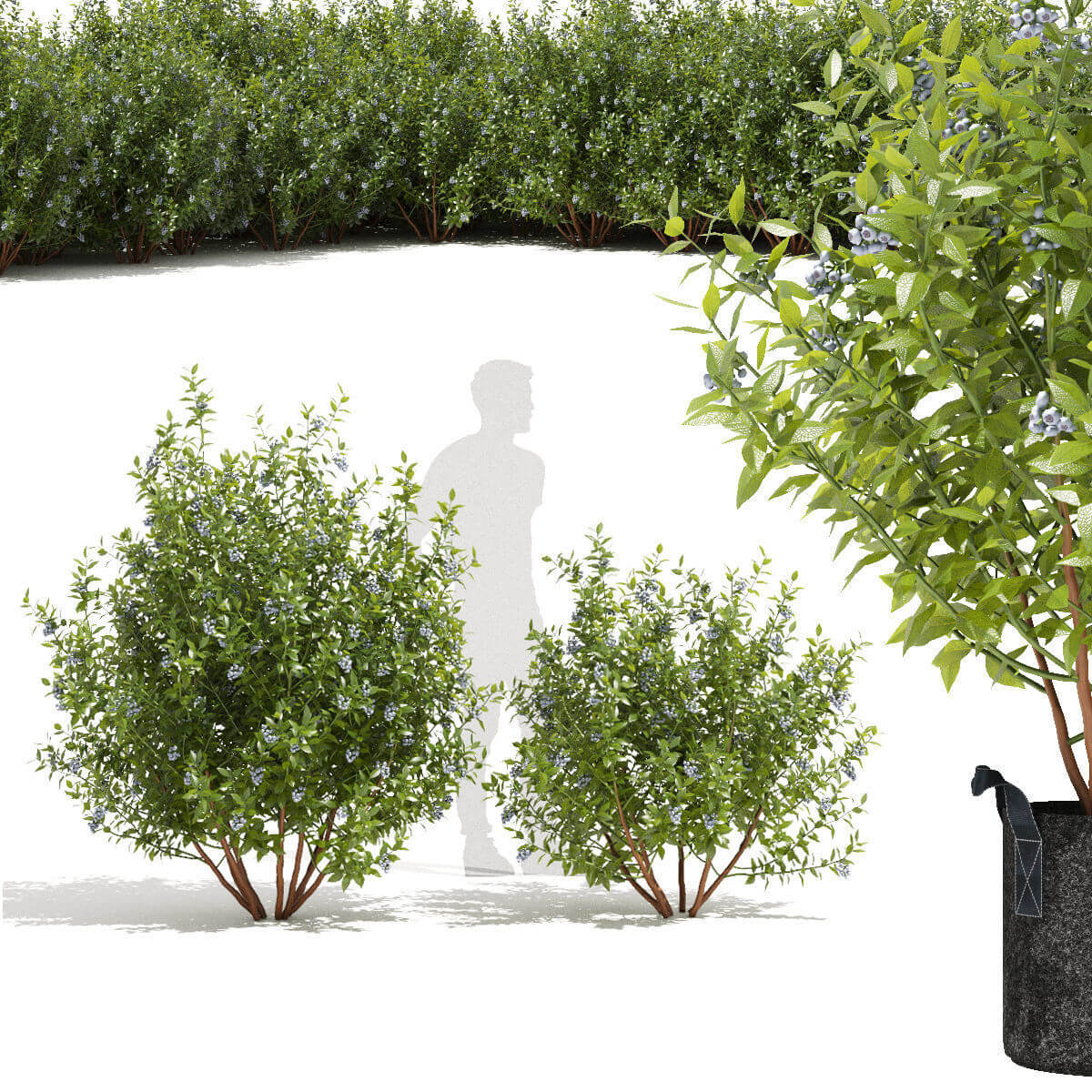 长满果实的蓝莓植物3D模型（OBJ,MAX）