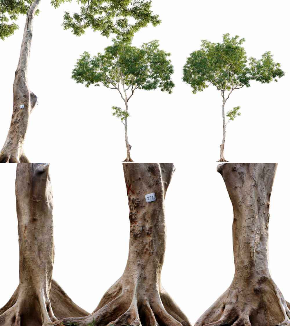 凤凰木3D模型（OBJ,FBX,MAX）