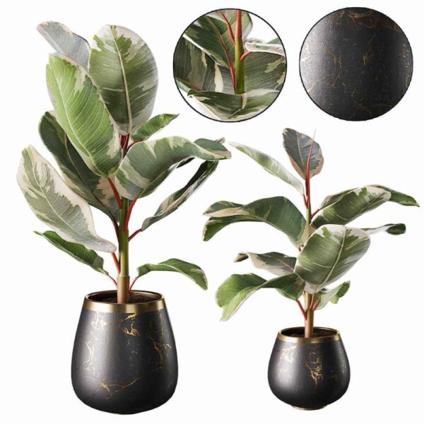 榕属植物盆景3D模型（FBX,MAX）