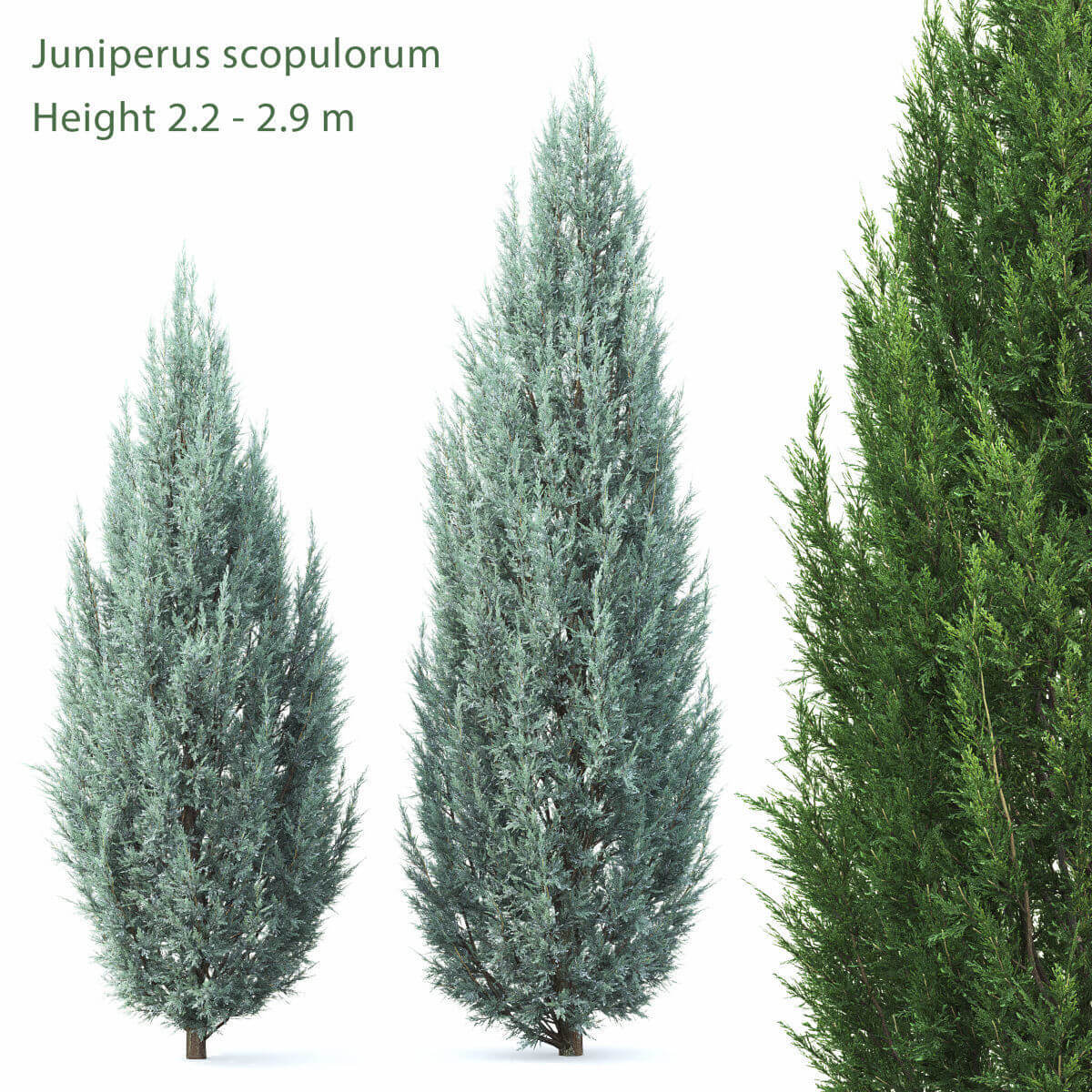 Juniperus scopulorum蓝剑柏树3D模型（FBX,MAX）