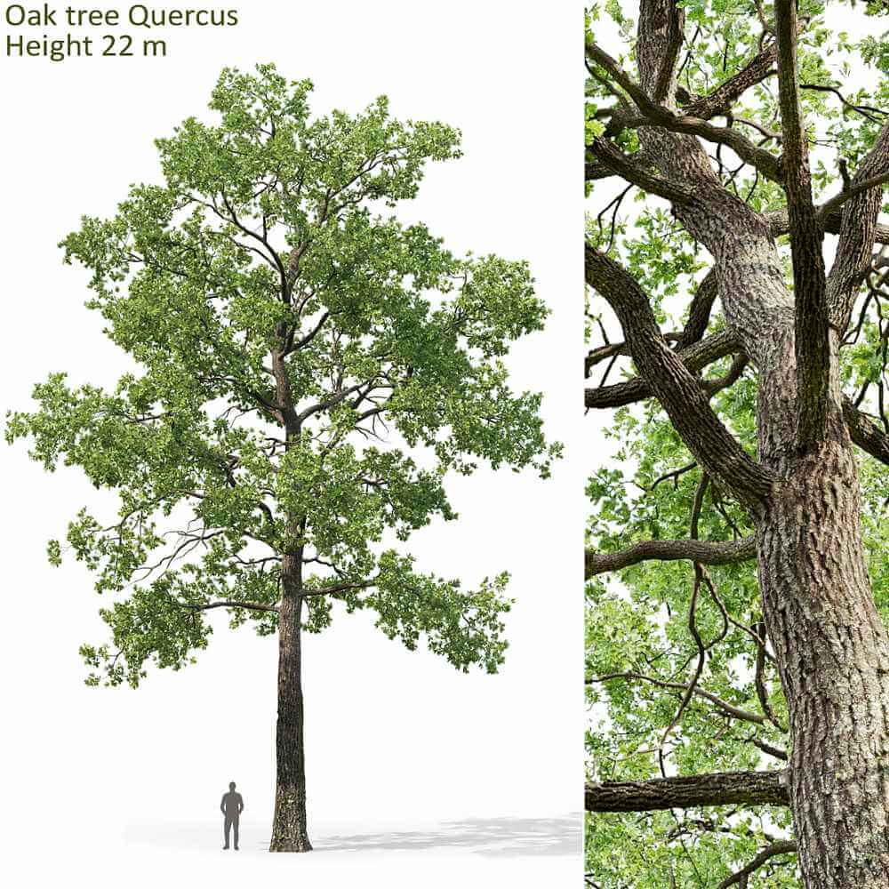 高大的橡树3D模型（OBJ,MAX）
