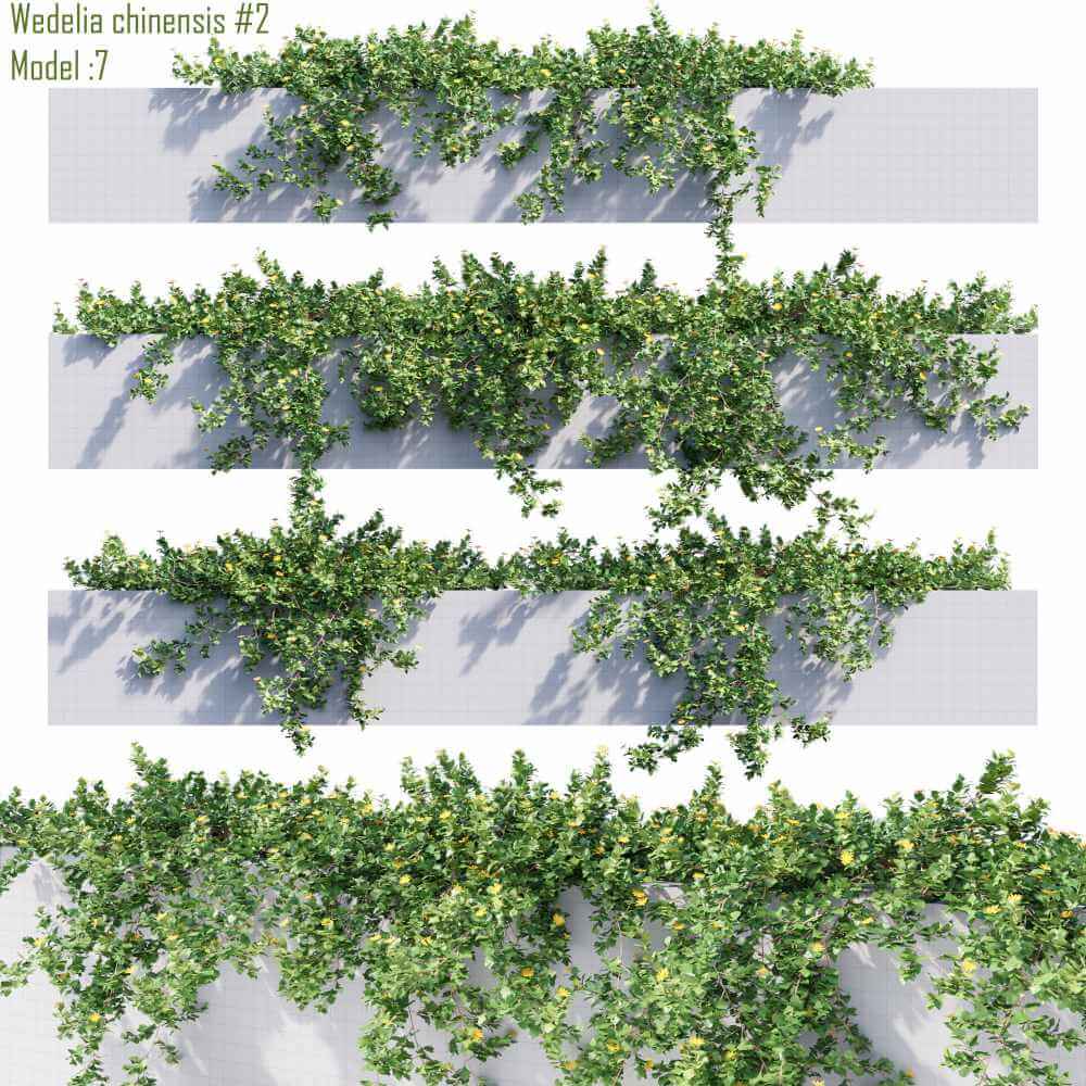开花的蟛蜞菊爬藤植物3D模型（OBJ,MAX）