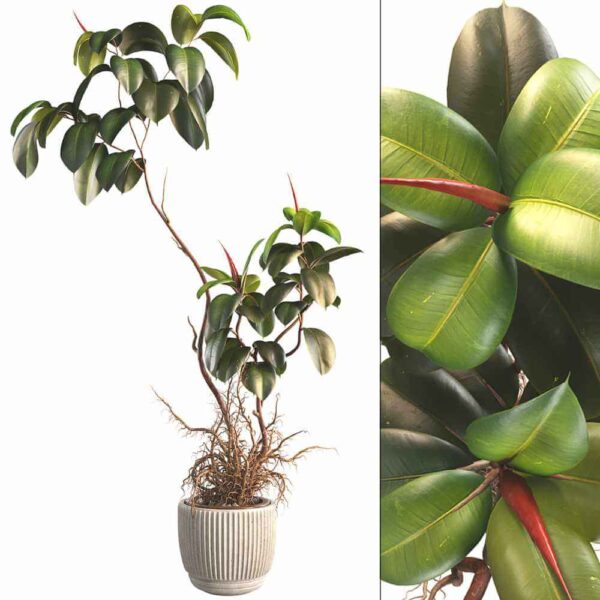 榕树盆景3D模型（FBX,MAX）