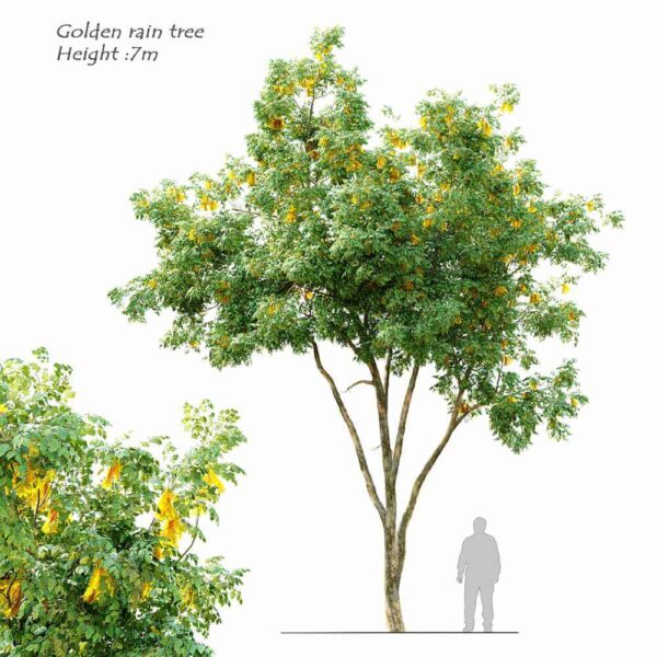 金雨树 栾树3D模型（OBJ,MAX）