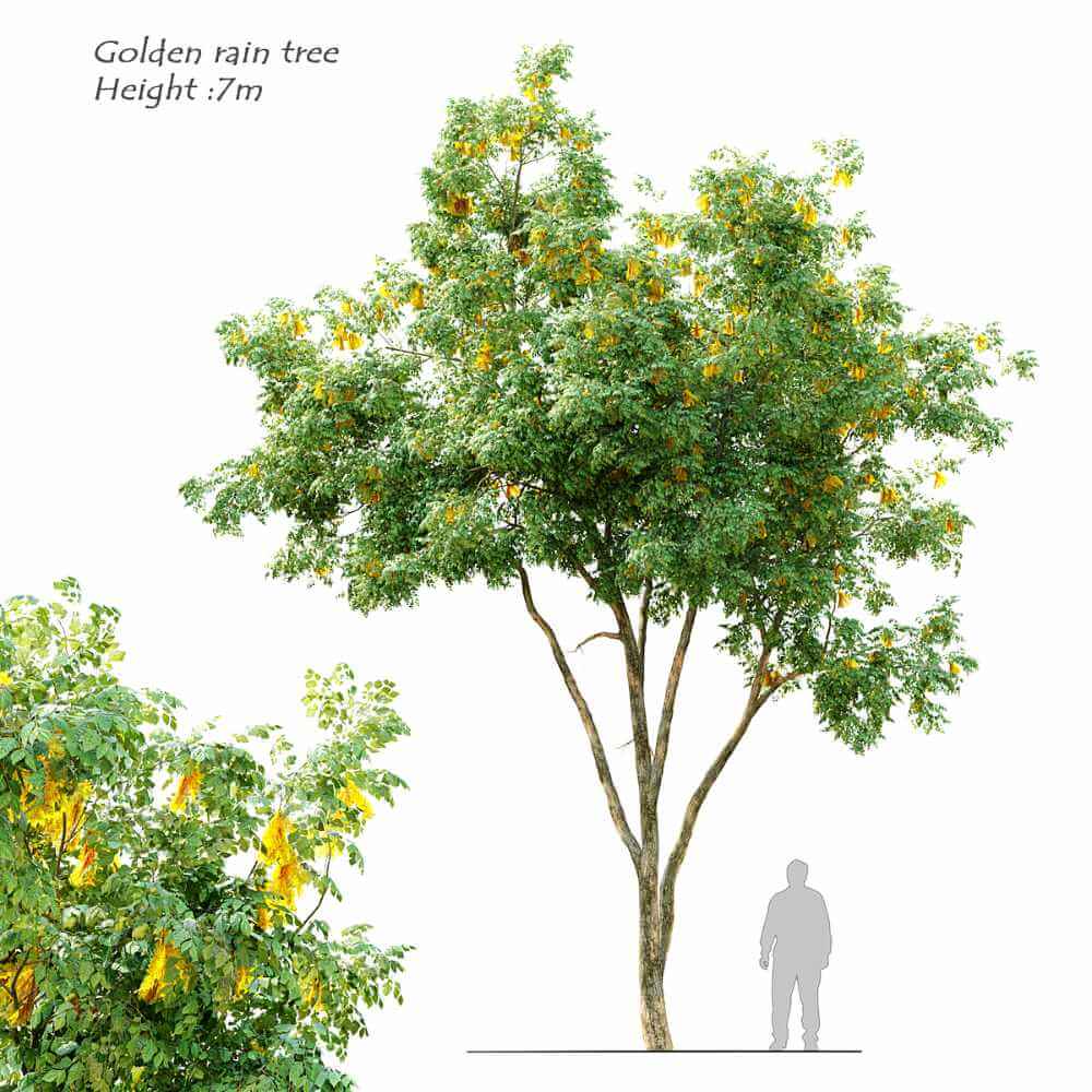 金雨树 栾树3D模型（OBJ,MAX）