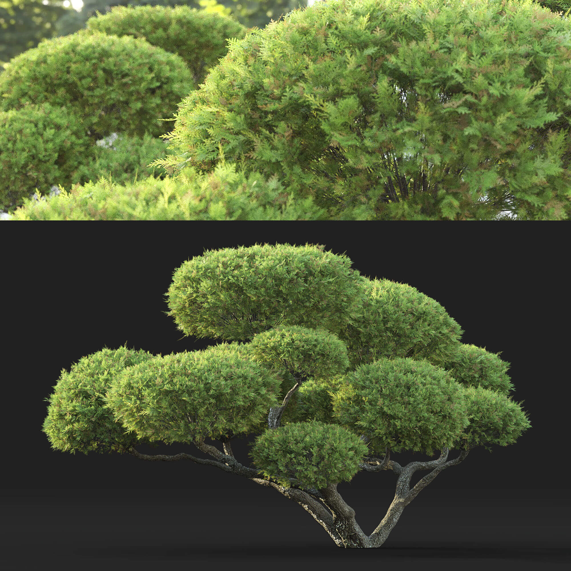 杜松植物盆景3D模型（OBJ,MAX）
