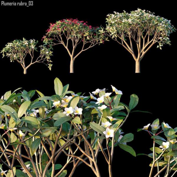 3棵开花的鸡蛋花树3D模型（OBJ,MAX）