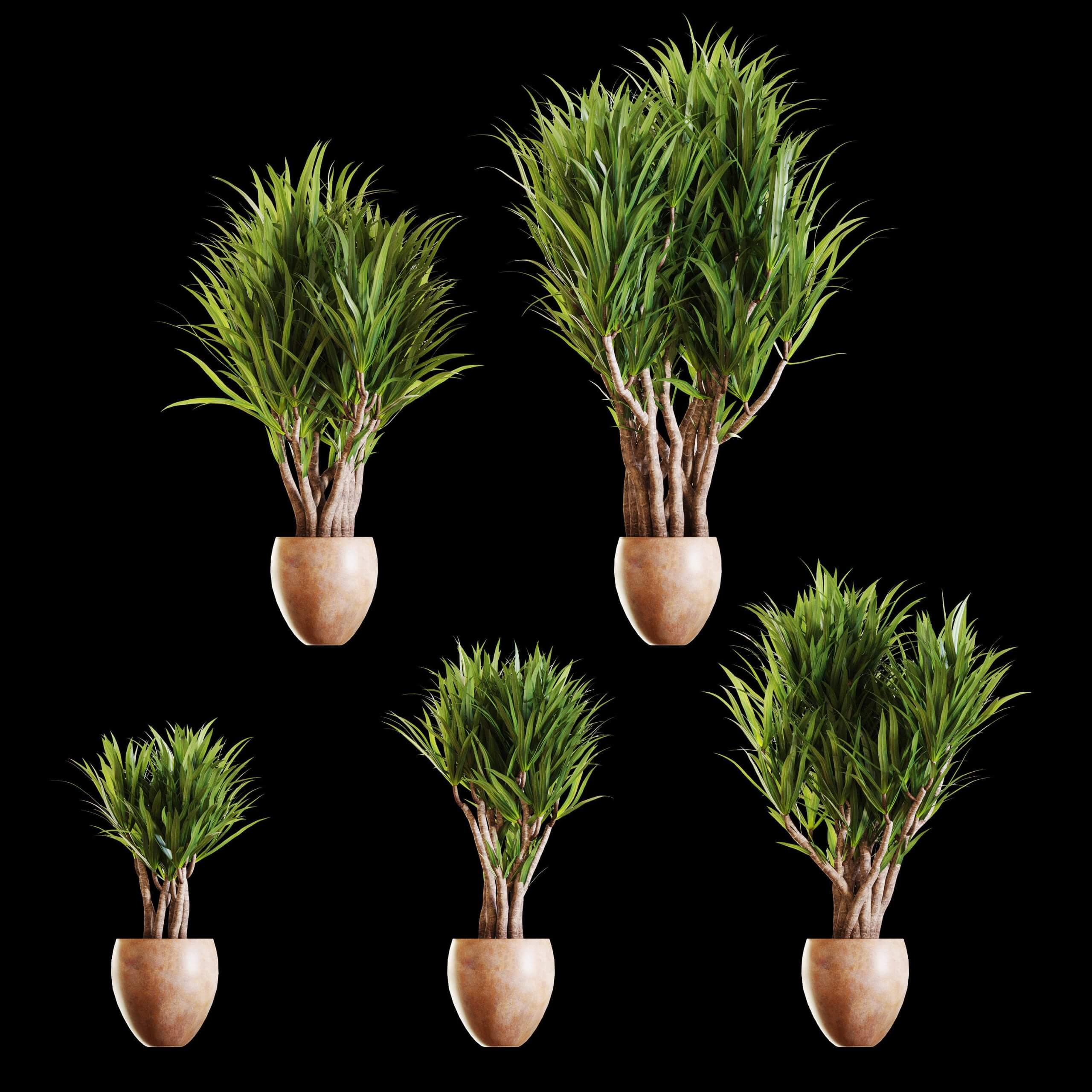 丝兰植物盆景3D模型（FBX,MAX）