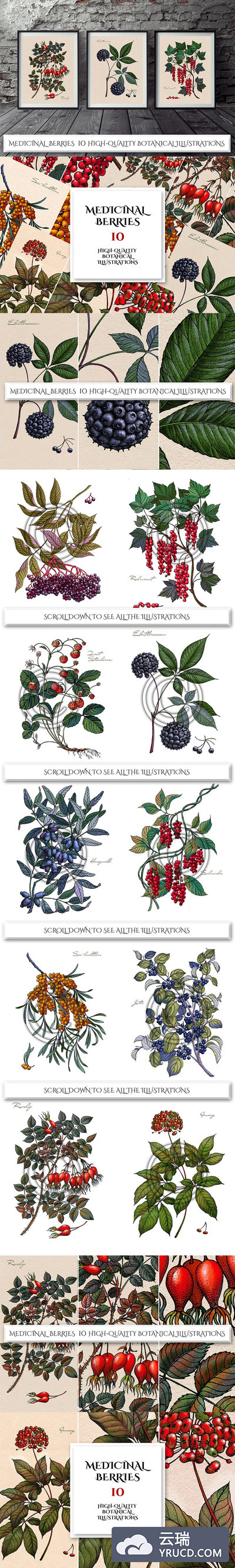 10个高品质的手绘风格植物插图描绘药用浆果