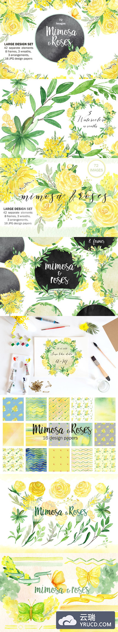 黄色含羞草&蔷薇花水彩插画素材 Mimosa & roses  yellow flowers