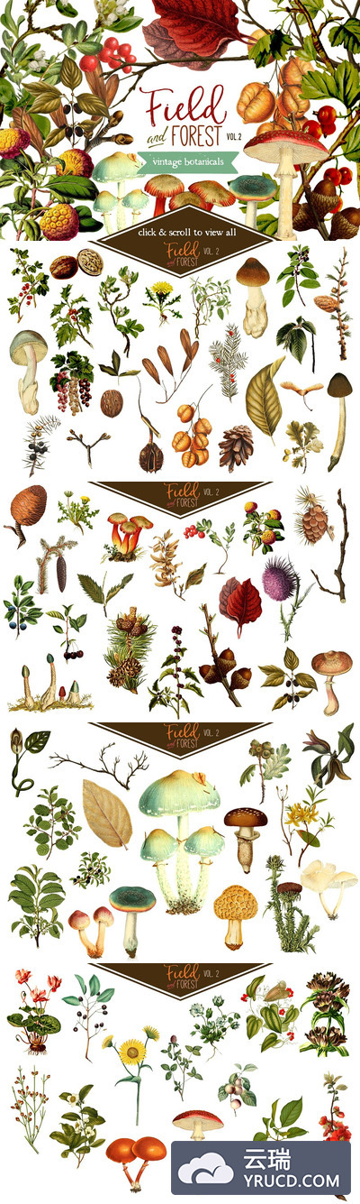 田野&森林复古植物图案素材 Field & Forest Vintage Botanicals #2