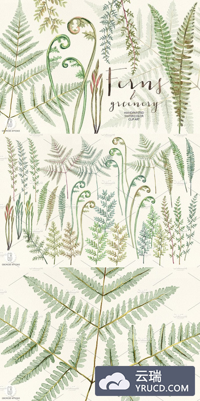 水彩蕨类绿植套装 Watercolor fern art