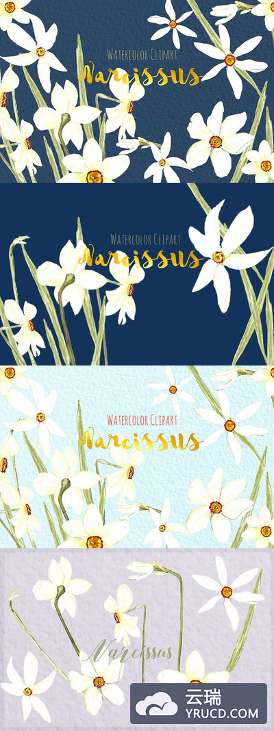 白水仙水彩画素材包 White Narcissus Watercolor clipart