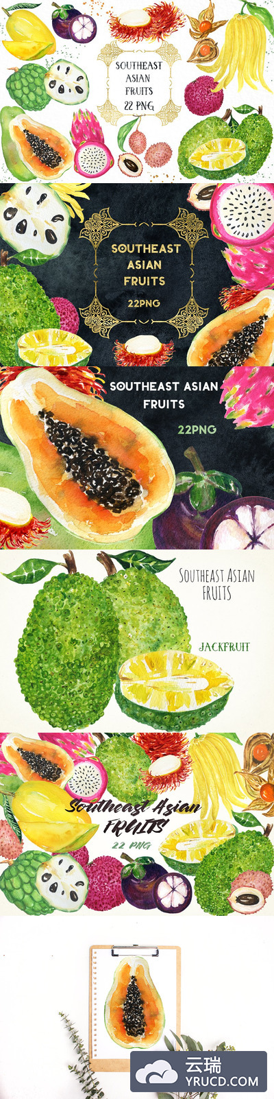 热带亚洲水果水彩画 Tropical Asian fruits watercolor