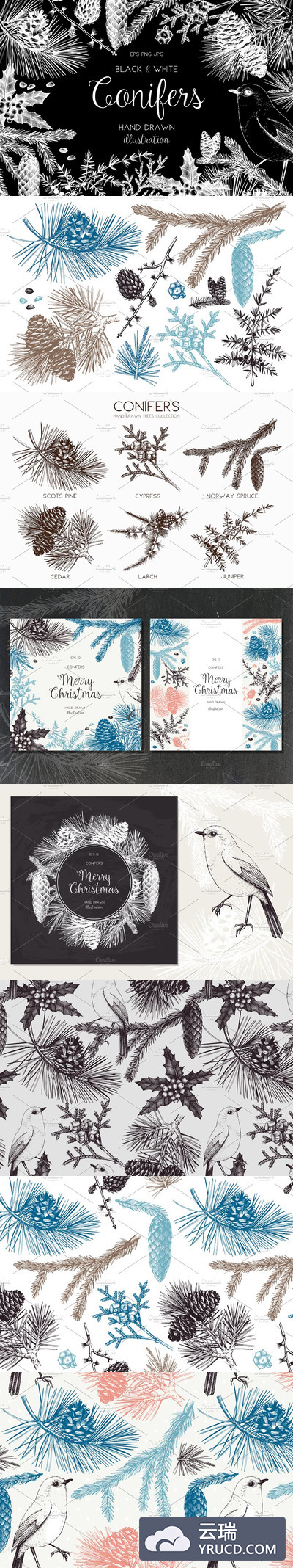 针叶树树叶素材 Vector Conifer Trees Collection