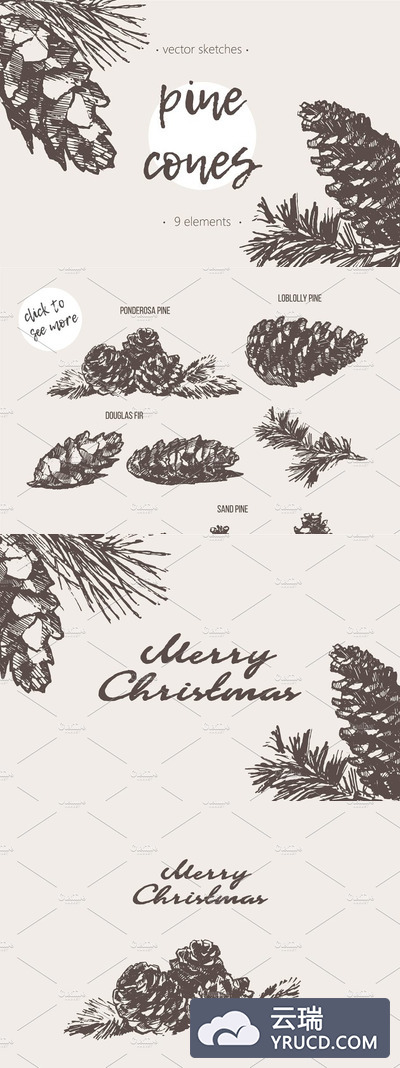 松树草图素材合集 Sketches of pine cones