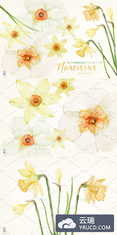 水彩水仙，水仙花素材 Watercolor narcissus, daffodils