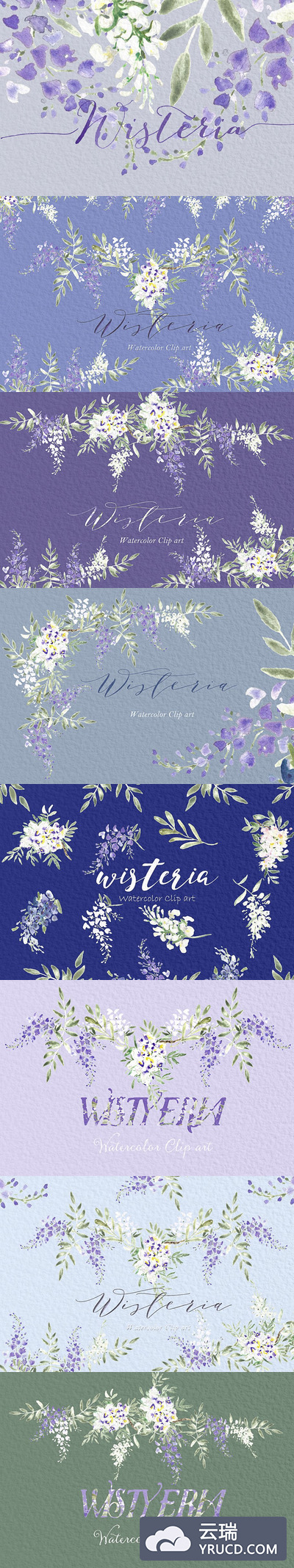 紫藤水彩画图形 Wisteria wedding watercolors