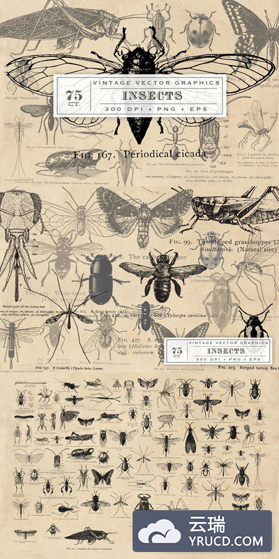 昆虫插画手绘图形 Antique Insect Vector Graphics