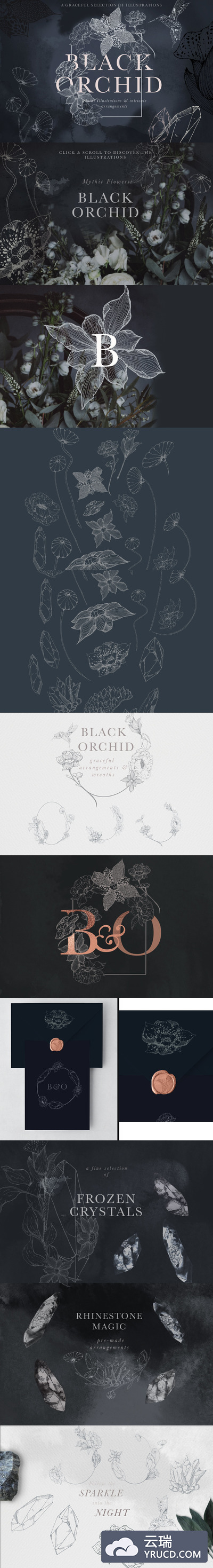 黑兰花素材套装 Black Orchid Illustration Set