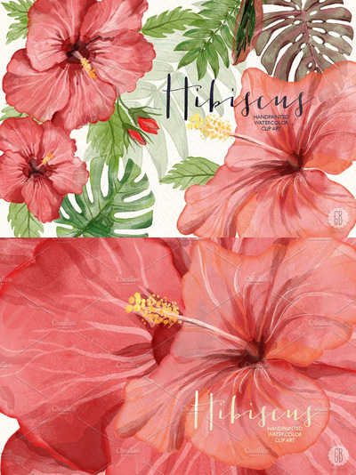 红芙蓉水彩素材 Watercolor red hibiscus tropical