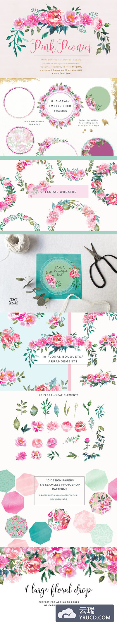 牡丹粉红色的花卉素材 Peonies Pink Flower Clipart