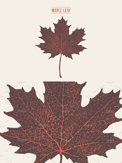 梧桐叶素材 Illustration of a maple leaf