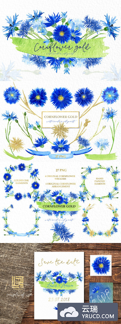 矢车菊金色水彩画素材 Cornflowers gold. Watercolor clipart