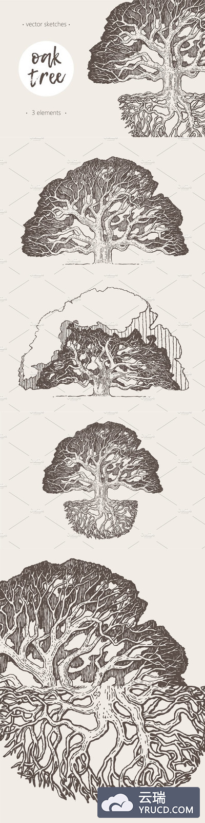 老橡树素描素材 Illustration of an old oak tree