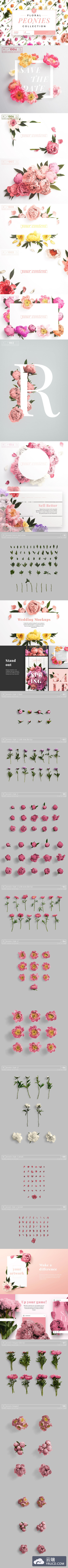 高品质各种颜色的牡丹花素材合辑下载 3.67 GB[png,jpg]