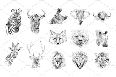 手绘野生动物手绘素描素材 Portrait of wild animaldrawn by hand