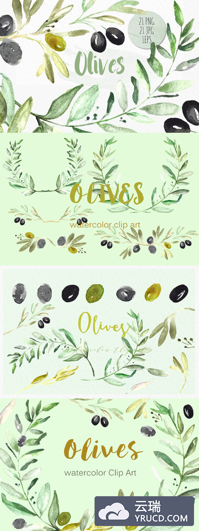 橄榄植物水彩插画素材 Olives. Watercolor illustrations