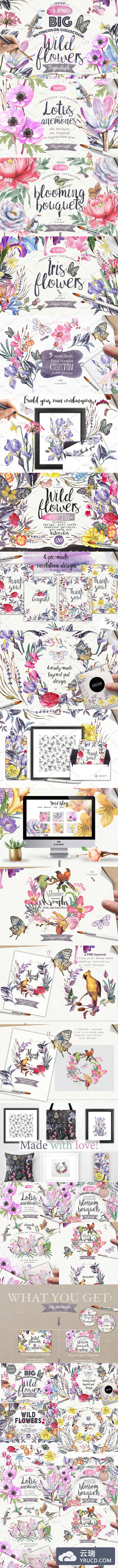 水彩动物植物素材 Wildflowers pack 75 PNG