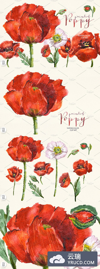 水彩 红色野生罂粟花素材 Aquarelle watercolor red wild poppy