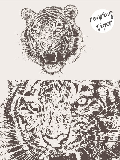 老虎素描手绘素材 Illustration of a roaring tiger