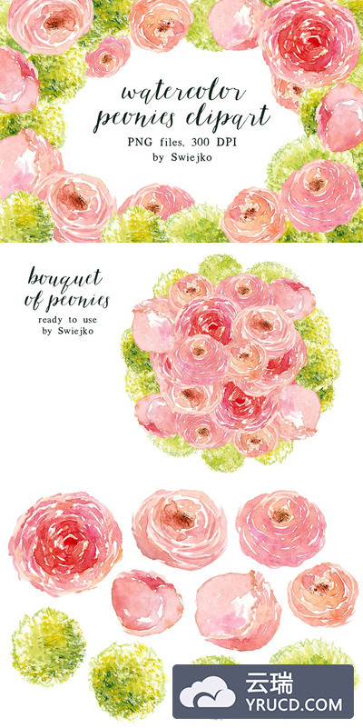 牡丹花水彩素材 Peonies clipart set