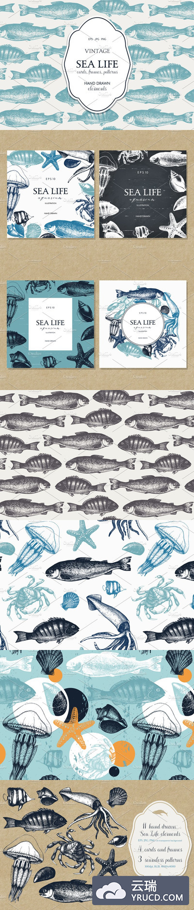 鱼类的矢量素材插画 Vector Sea Life Illustrations Set