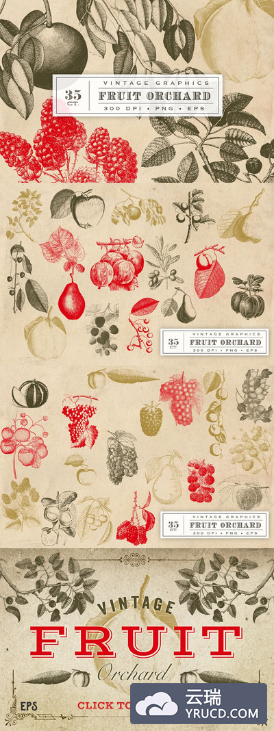 经典素描水果图形素材 Vintage Fruit Vector Graphics