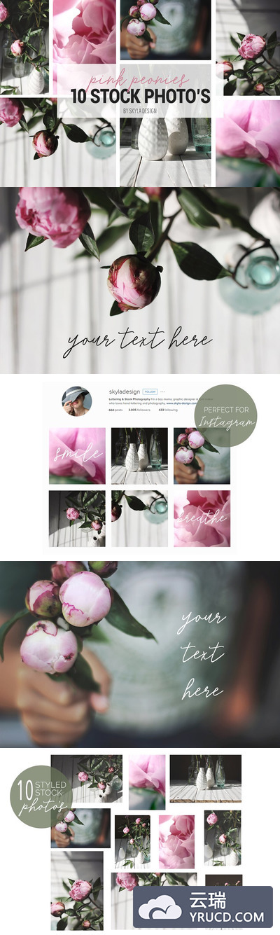 花卉照片图库 Styled stock photos, Pink peonies