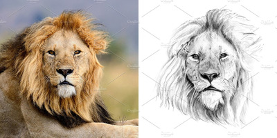 狮子插画图形素材 Lion portrait drawn pencil