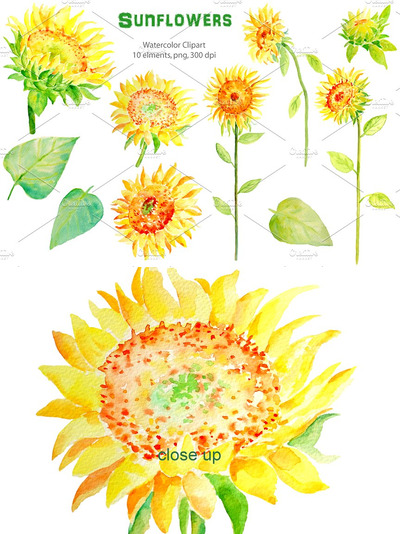 向日葵插画素材 Watercolor Clipart - Sunflowers