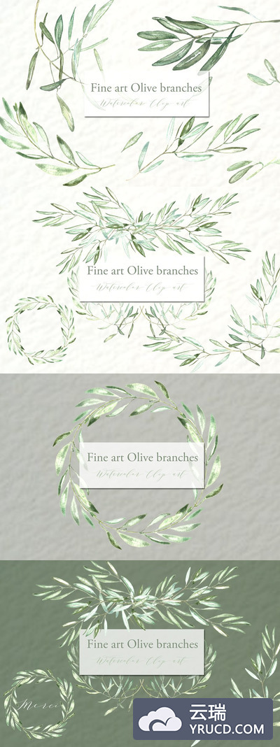 不一样的橄榄枝素材 Olive branches. Fine art Watercolor