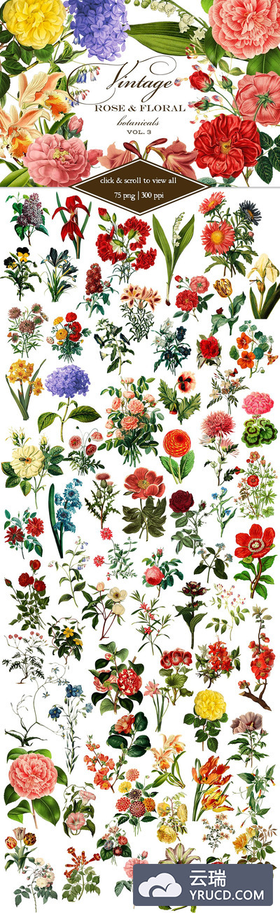复古玫瑰花卉素材 Vintage Rose & Floral Botanicals 3