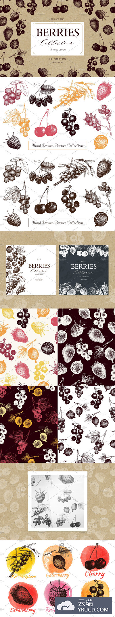 矢量浆果插图集 Vector Berries Illustrations Set