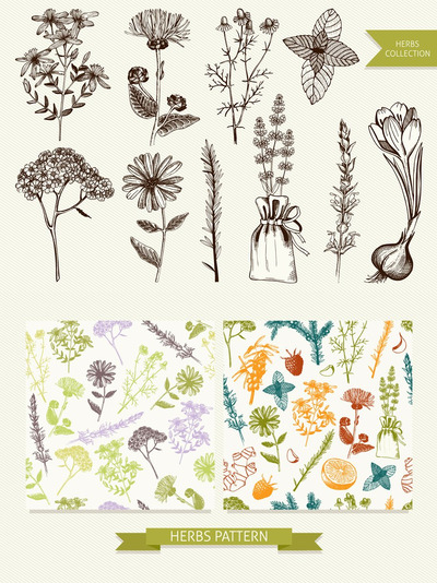 草药花草插画素材包 Vector Medicinal Herbs Set